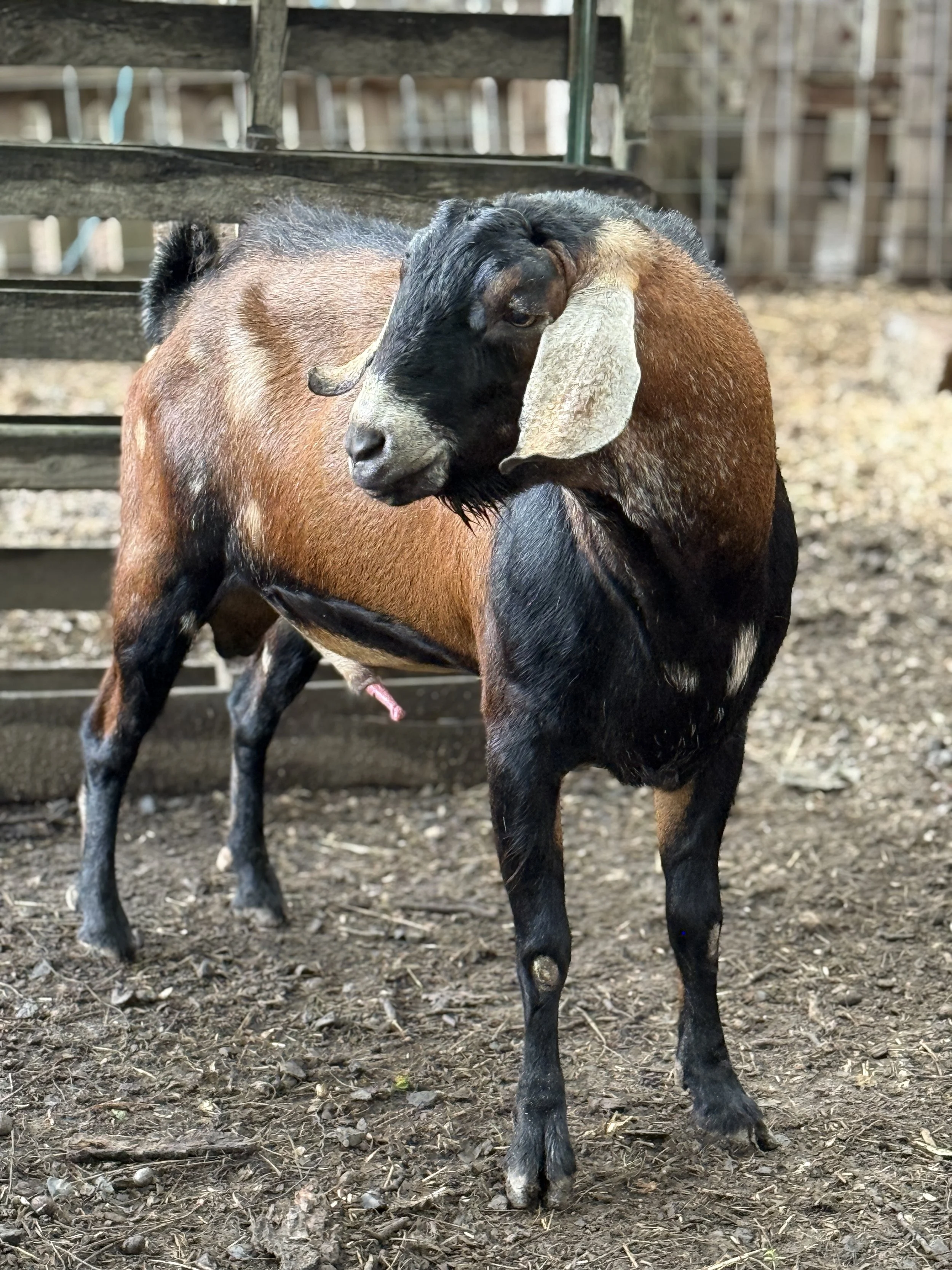 Bucks — Frogtown Cedars Farm, LLC